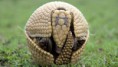 /album/fotogaleria/animales-en-peligro-de-extincion-2013-armadillo-jpg/