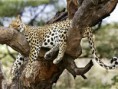 /album/fotogaleria/animales-salvajes-6616-jpg/