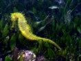 /album/fotogaleria/caballito-de-mar-en-extincion-300x225-jpg/