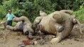 /album/fotogaleria/elefante-pigmeo-cadaver-jpg/