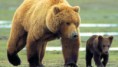 /album/fotogaleria/grizzly-man-2png-jpg/
