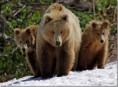 /album/fotogaleria/kamchatka-bron-bears-thumb-jpg/
