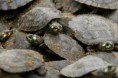 /album/fotogaleria/a4d6487tortuguitas600400p-jpg/